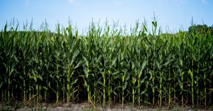 1% upward revision for maize estimates, still down 18.5% year-on-year