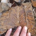Incredibly well-preserved plant fossils have been found in the Kirkwood area where Sanral is upgrading the R336. Source: Dewald Wilken