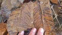 Incredibly well-preserved plant fossils have been found in the Kirkwood area where Sanral is upgrading the R336. Source: Dewald Wilken