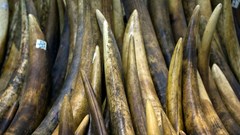 Ivory tusks are displayed after the official start of the destruction of confiscated ivory in Hong Kong, 15 May 2014. Reuters/Tyrone Siu/File Photo