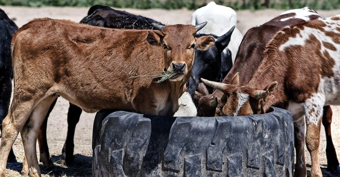 China bans South African beef imports amid FMD outbreak