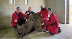 Marathon surgery by UP vets breathes new life into white rhino
