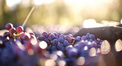 SA wine industry forecasts 11% harvest recovery, calls for stronger value chains