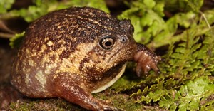 New species of rain frog discovered in South Africa