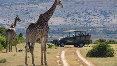#WorldGiraffeDay: Why the giraffe needs more conservation