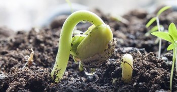 New plant breeders&#x2019; rights law takes effect in SA