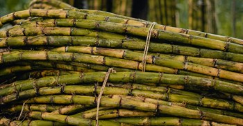 South Africa’s sugar industry cannot survive unchecked dumping