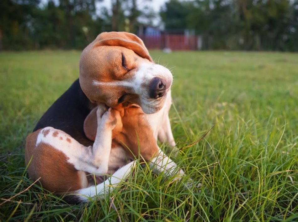 Why “itchy skin” is more than just a surface problem