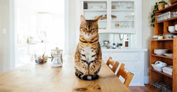 Tips for supporting your cat’s cattitude at mealtime