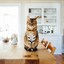 Tips for supporting your cat’s cattitude at mealtime