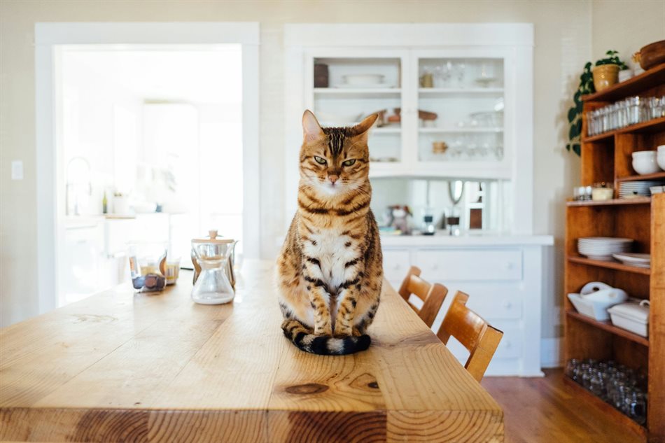 Tips for supporting your cat’s cattitude at mealtime