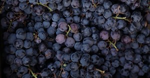 Table grape export agreement strengthens SA-Italy ties