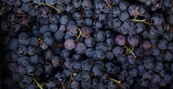Table grape export agreement strengthens SA-Italy ties