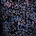 Table grape export agreement strengthens SA-Italy ties