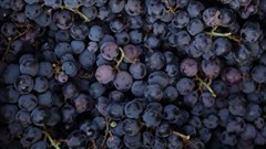 Table grape export agreement strengthens SA-Italy ties