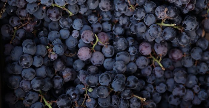 Table grape export agreement strengthens SA-Italy ties