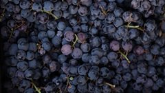Table grape export agreement strengthens SA-Italy ties