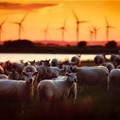 Climate change is threatening sheep farmers in South Africa’s Drakensberg – how they’re adapting