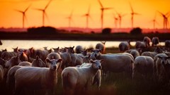 Climate change is threatening sheep farmers in South Africa’s Drakensberg – how they’re adapting