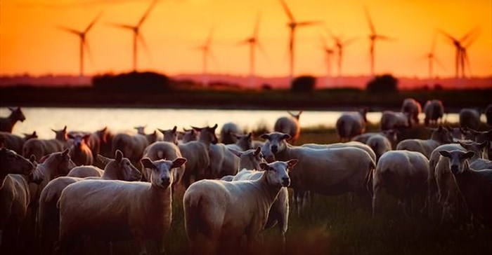 Climate change is threatening sheep farmers in South Africa’s Drakensberg – how they’re adapting