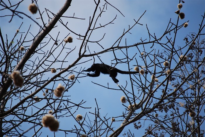 Mexico stood out as one of the most affected regions, particularly in the Yucatán Peninsula and the state of Tabasco, where documented heat-stroke mortality events in howler monkeys occurred during the same period. Image credit: , , via Wikimedia Commons