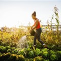 Land Bank calls for greater youth participation in agriculture