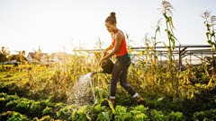 Land Bank calls for greater youth participation in agriculture