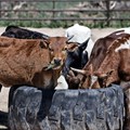 FMD vaccinations top 5.4 million as more vaccines arrive