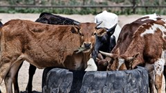 FMD vaccinations top 5.4 million as more vaccines arrive