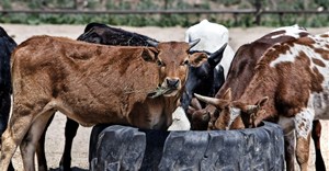 FMD vaccinations top 5.4 million as more vaccines arrive