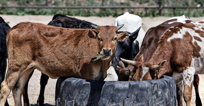 FMD vaccinations top 5.4 million as more vaccines arrive