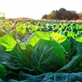 Standard Bank mobilises R3.45bn for climate-smart agriculture