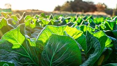 Standard Bank mobilises R3.45bn for climate-smart agriculture