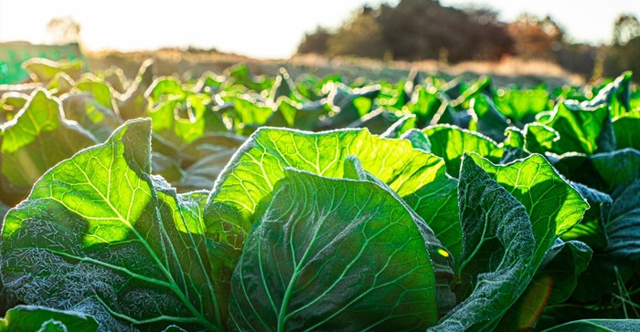 Standard Bank mobilises R3.45bn for climate-smart agriculture