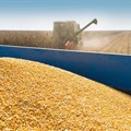 Why Far East demand matters for SA's bumper maize harvest