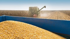 Why Far East demand matters for SA's bumper maize harvest