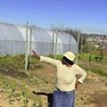 Urban farming helps Johannesburg’s poorest households survive – now it needs bigger investment