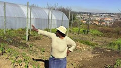 Urban farming helps Johannesburg’s poorest households survive – now it needs bigger investment
