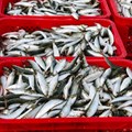 Sardine quota raised to ease processing shortages