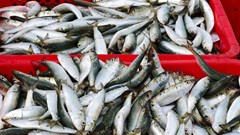 Sardine quota raised to ease processing shortages