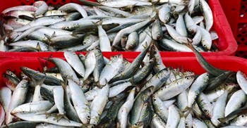 Sardine quota raised to ease processing shortages