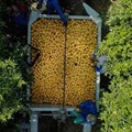 100% local oranges for Tiger Brands' Oros