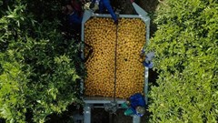 100% local oranges for Tiger Brands' Oros