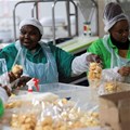 Source: Reuters/Esa Alexander. Workers interact while working on the production line at the factory of Khayelitsha Cookies, a Cape Town biscuit maker, in Cape Town, South Africa, 11 May, 2026.