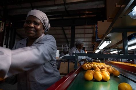 100% local oranges for Tiger Brands' Oros