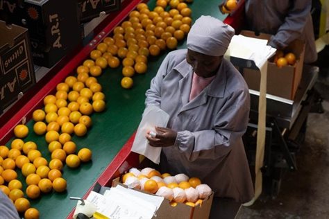 100% local oranges for Tiger Brands' Oros