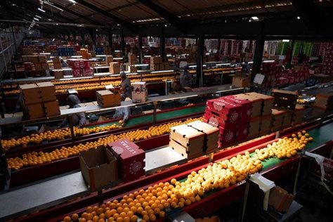 100% local oranges for Tiger Brands' Oros
