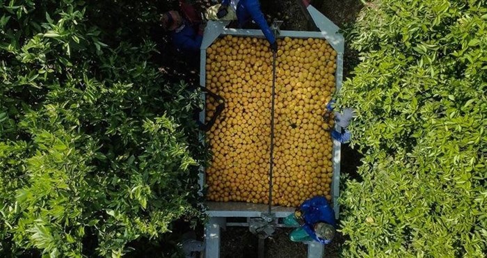 100% local oranges for Tiger Brands' Oros