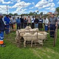 Northern Cape livestock programme shifts focus to wool market access