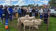 Northern Cape livestock programme shifts focus to wool market access